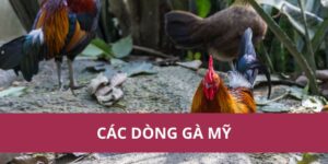 Các Dòng Gà Mỹ Phổ Biến: Sức Mạnh và Kỹ Thuật Cao Nhất 2025