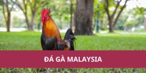 Đá Gà Malaysia: Hướng Dẫn Cá Cược và Kinh Nghiệm Chơi