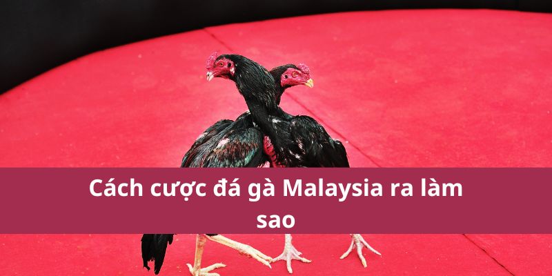 Đá Gà Malaysia: Hướng Dẫn Cá Cược và Kinh Nghiệm Chơi 3 Đá Gà Malaysia: Hướng Dẫn Cá Cược và Kinh Nghiệm Chơi