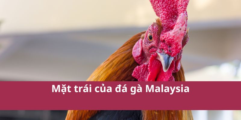 Đá Gà Malaysia: Hướng Dẫn Cá Cược và Kinh Nghiệm Chơi 4 Đá Gà Malaysia: Hướng Dẫn Cá Cược và Kinh Nghiệm Chơi