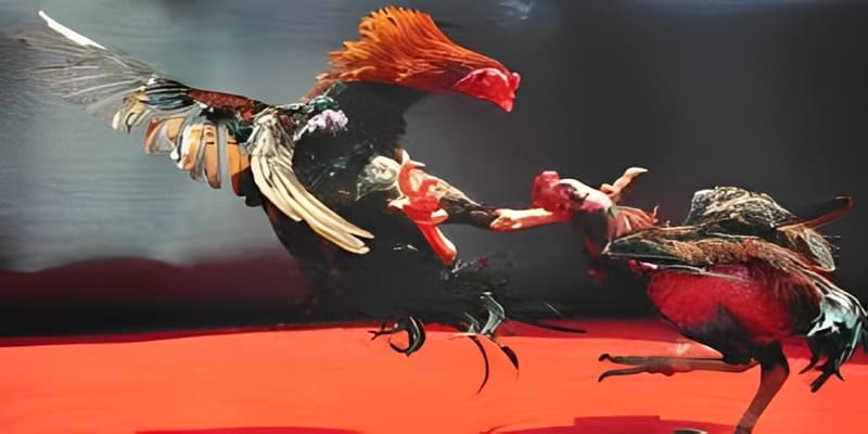 Trang chủ 30 Đá gà online đầy kịch tính