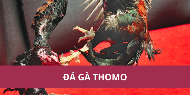 Đá Gà Thomo: Hướng Dẫn Chi Tiết và Kinh Nghiệm Cá Cược 1 Đá Gà Thomo: Hướng Dẫn Chi Tiết và Kinh Nghiệm Cá Cược