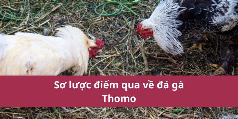 Đá Gà Thomo: Hướng Dẫn Chi Tiết và Kinh Nghiệm Cá Cược 2 Đá Gà Thomo: Hướng Dẫn Chi Tiết và Kinh Nghiệm Cá Cược