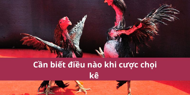 Đá Gà Thomo: Hướng Dẫn Chi Tiết và Kinh Nghiệm Cá Cược 3 Đá Gà Thomo: Hướng Dẫn Chi Tiết và Kinh Nghiệm Cá Cược