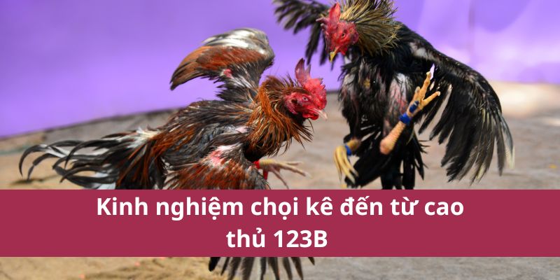 Đá Gà Thomo: Hướng Dẫn Chi Tiết và Kinh Nghiệm Cá Cược 4 Đá Gà Thomo: Hướng Dẫn Chi Tiết và Kinh Nghiệm Cá Cược