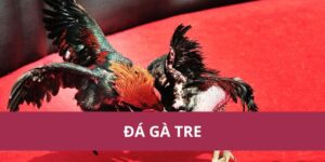 Hướng Dẫn Chi Tiết Về Đá Gà Tre - Kỹ Thuật Và Mẹo Hay