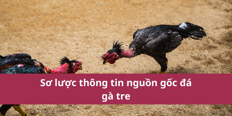 Sơ lược thông tin nguồn gốc đá gà tre