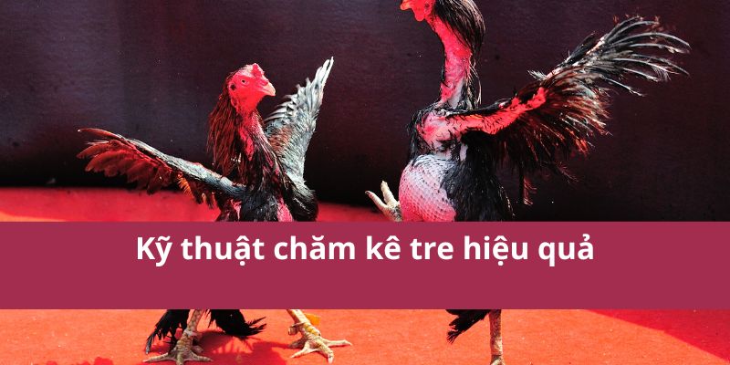 Hướng Dẫn Chi Tiết Về Đá Gà Tre - Kỹ Thuật Và Mẹo Hay