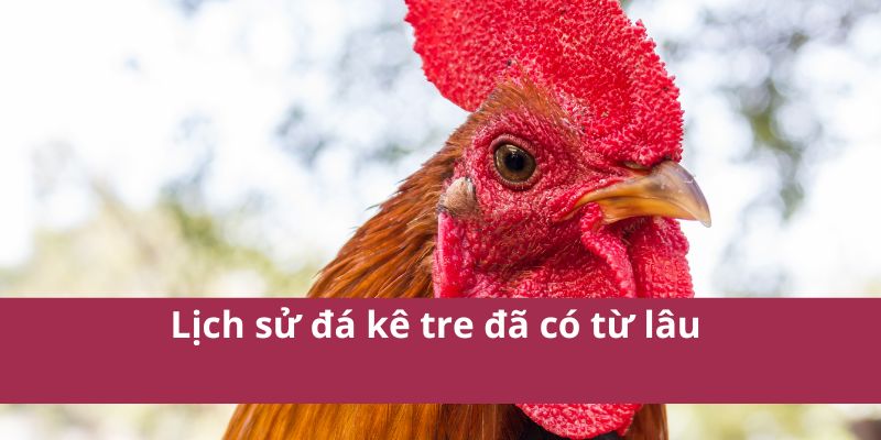 Hướng Dẫn Chi Tiết Về Đá Gà Tre - Kỹ Thuật Và Mẹo Hay