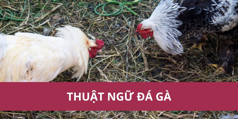 Thuật Ngữ Đá Gà: Giải Thích Các Khái Niệm Quan Trọng 1 Thuật Ngữ Đá Gà: Giải Thích Các Khái Niệm Quan Trọng