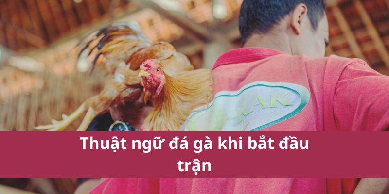 Thuật Ngữ Đá Gà: Giải Thích Các Khái Niệm Quan Trọng 4 Thuật Ngữ Đá Gà: Giải Thích Các Khái Niệm Quan Trọng