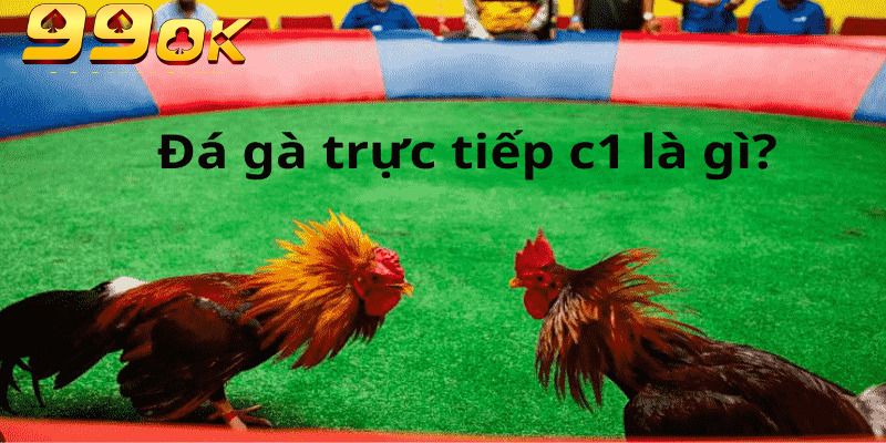 Trải Nghiệm Đá Gà Trực Tiếp C1 – Đỉnh Cao Kịch Tính Tại 99OK 2 Đá gà trực tiếp C1 thuộc top các giống gà danh tiếng