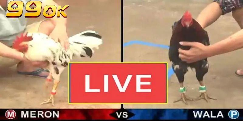 Trải Nghiệm Đá Gà Trực Tiếp C1 – Đỉnh Cao Kịch Tính Tại 99OK 3 Cập nhật bảng xếp hạng và thông tin đá gà